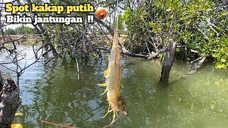 Ikan penunggu akar pohon bakau Mancing kakap putih umpan udang hidup