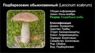 Подберёзовик обыкновенный Leccinum scabrum