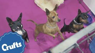 Miniature Pinscher  Crufts Breed Information