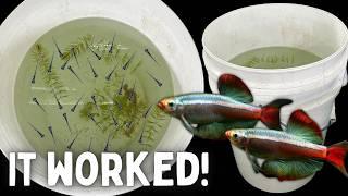 BREEDING Minnows in a BUCKET - Easy Method