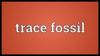 Trace fossil Meaning