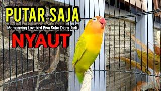 Lovebird Fighter Ngekek Panjang AMPUH BIKIN NYAUT BARU DENGAR Lovebird Susah Bunyi LANGSUNG NYAMBAR