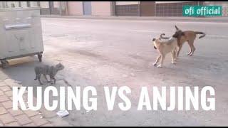 KUCING VS ANJING  ketika kucing lebih galak dari anjing 