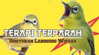 PARAH  Dengan Terapi Pleci Ini Sudah Banyak Pleci Yang Langsung Ngeriwik Kasar Dan Buka Paruh