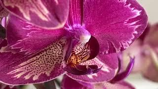 Орхидея Интрига - яркая красавица с пышным цветением.