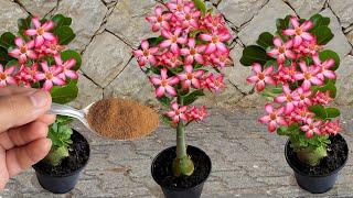 Isso salva a Rosa do Deserto e não deixa ela parar de florescer