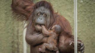 Proud Mum Shows Off Baby Orangutan ZooBorns