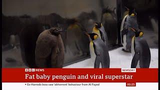 Meet Pesto the fat baby penguin and viral superstar AustraliaGlobal 25Sep2024