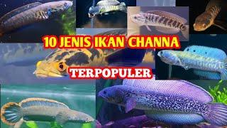 10 JENIS IKAN CHANNA TERPOPULER   VERSI DEDI SCAPE