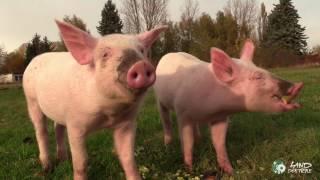 Anni & Rosalie Fröhlich schmatzende Schweine auf dem Lebenshof