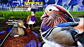 Mandarin Duck Realism  Feather Family Roblox 4K