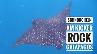 Galapagos – Schnorcheln am Kicker Rock Insel San Cristobal