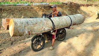 extraordinary skill in transporting large logs using a motorbike