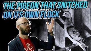 The Horrifying Origin of the Term “Stool Pigeon”