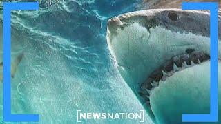 Shark attacks man on South Padre Island  Vargas Reports