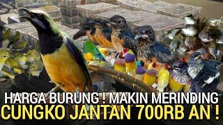 GREBEK PUSAT  BURUNG BAHAN DAN GACORAN CUCAK CUNGKO 700RB AN BUKAN DI PASAR BURUNG PRAMUKA