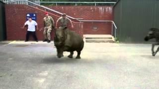 Zoo animals escape - Osborne School Winchester 2014