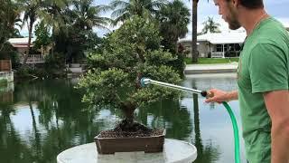 How do I water my Bonsai Tree?