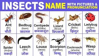 Insects name with spelling  insects name with picture  insects name hindi and english