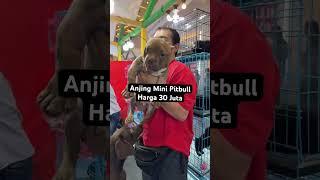 Anjing Mini Pitbull Rp.30 Juta