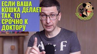 Цистит у кота кошки  Симптомы цистита у кошки  Лечение цистита у кошки