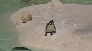 Penguins at Newquay Zoo SD