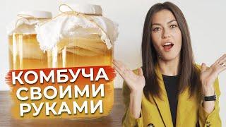 Чайный гриб – ЭТО ПОЛЕЗНО  Как приготовить комбучу в домашних условиях?