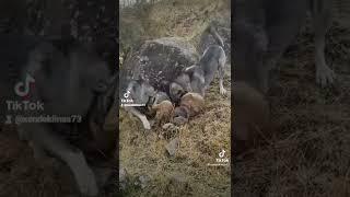 e shqyejnë ujkun sa qel e mbyllë sytë wolf vs dog