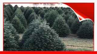 30 Best Christmas Tree Farms Near You For Your Annual Holiday Trip 