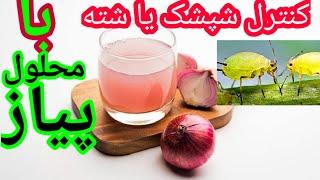 کنترل شته یا شپشک با محلول پیاز  چطوری شپشک ها را کنترل میکنیم؟   روش کنترل شته یا شپشک