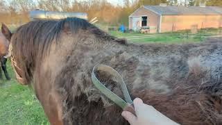 Late Spring Grooming Video - Horse Who Didnt Lose Her Winter Coat Due to Worms Worming Her Worked