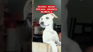 ANJING SELINGKUH...