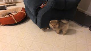 Adorable Pomeranian Puppy Barking sounds cute puppies bark