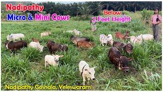 Micro Mini cows in our farm  Nadipathy Goshala  #minicow #youtube  #punganur #cute #nadipathycows