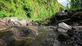 Relaxing Nature Sounds   Water Sounds Gentle River & Stream - 1 Hours