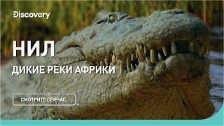 Нил  Дикие реки Африки  Discovery