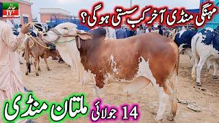 Multan Cow Mandi Fresh Latest Update Today Morning 14-07-2024  Cow Mandi 2024  Multan Mandi 2024