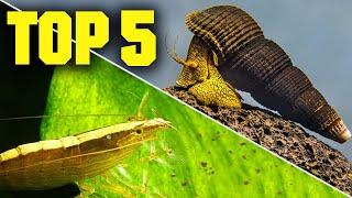 Top 5 Shrimp Snails & Crabs for Your Aquarium