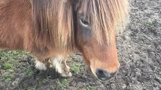 Lebenshof in Not - Diese Tiere suchen ein neues Zuhause