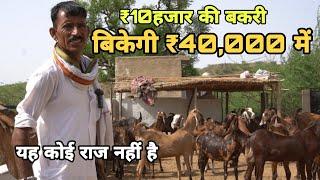 हरिराम जी गुर्जर का बकरी पालन  farmers goat at rajasthan  pkraj vlogs