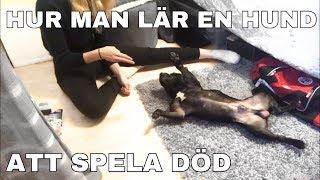 HUR MAN LÄR EN HUND ATT SPELA DÖD