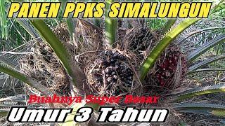 PANEN SAWIT PPKS SIMALUNGUN BUAHNYA SUPER BESAR UMUR 3 TAHUN