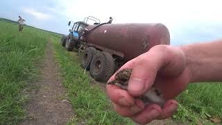 Птенцы под колесами трактора     Chicks under the wheels of a tractor