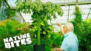 David Attenborough Uncovers Natures Record-Breaking Plant  Nature Bites
