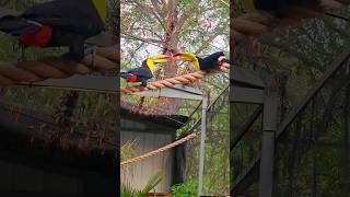 Toucans fence as a natural social behavior #animals #birds #shorts #parrot #pets