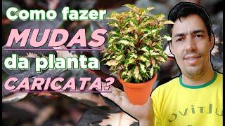 Como fazer mudas da planta Caricata?