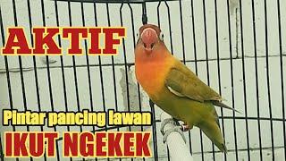 LB AKTIF JEDA RAPAT pintar pancing lawan ikut ngekek love birds ngekek panjang