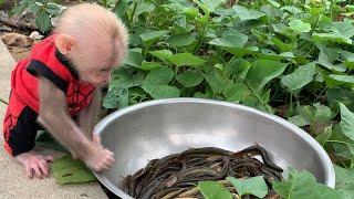 Monkey Bibi and Dad cook invite neighbors to have lunch