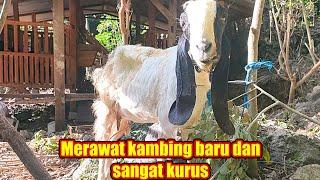 Cara merawat kambing baru dan sangat kurus