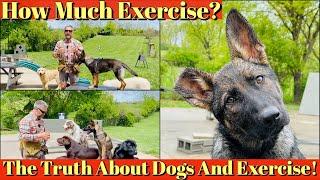 How To Exercise Your Puppy  The Truth About Dogs and Exercise